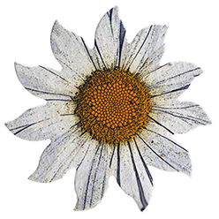 seed paper daisy shapes