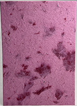 #69s - Marbled Lotka