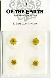 Mini Daisy 12pk